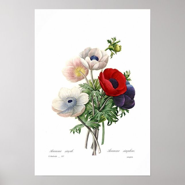 Póster Anemonías (Frente)