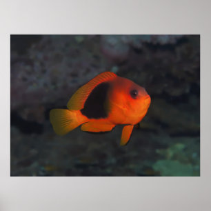 Póster Anenomefish