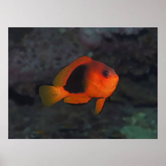 Póster Anenomefish (Frente)