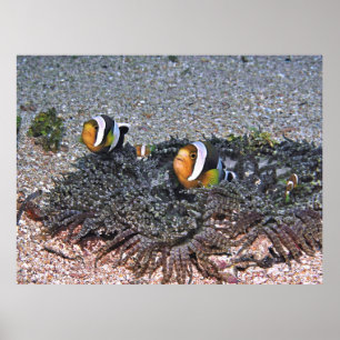 Póster Anenomefish de Clarke