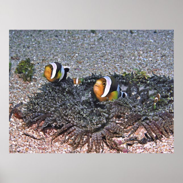 Póster Anenomefish de Clarke (Frente)