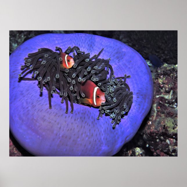 Póster Anenomefish en Anenome (Frente)