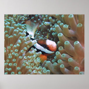 Póster Anenomefish en casa