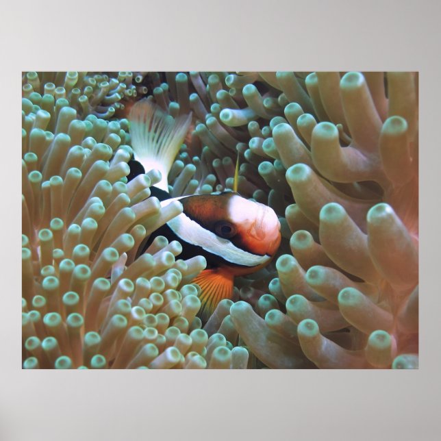 Póster Anenomefish en casa (Frente)