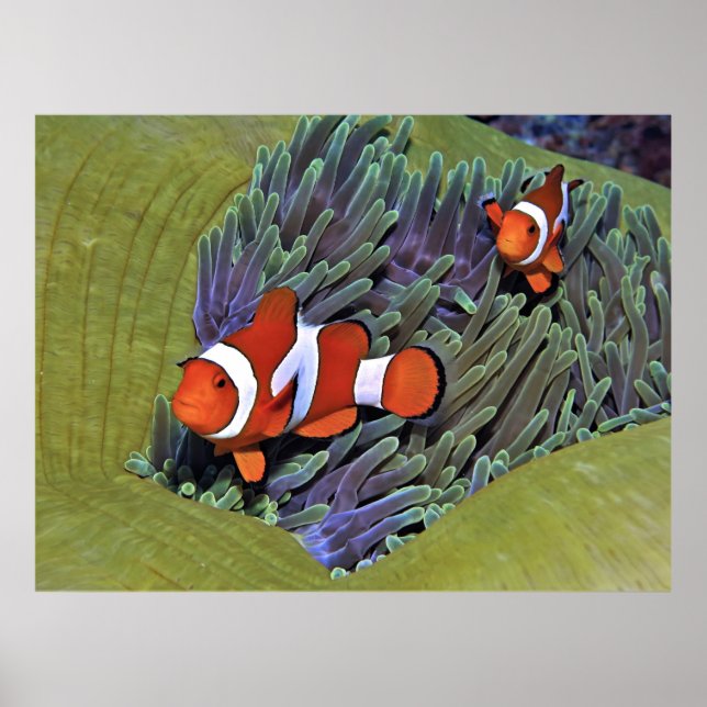 Póster Anenomefish vibrante (Frente)