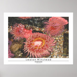 Póster Anenomes