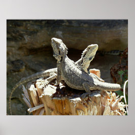 Póster Anfión y Zethus