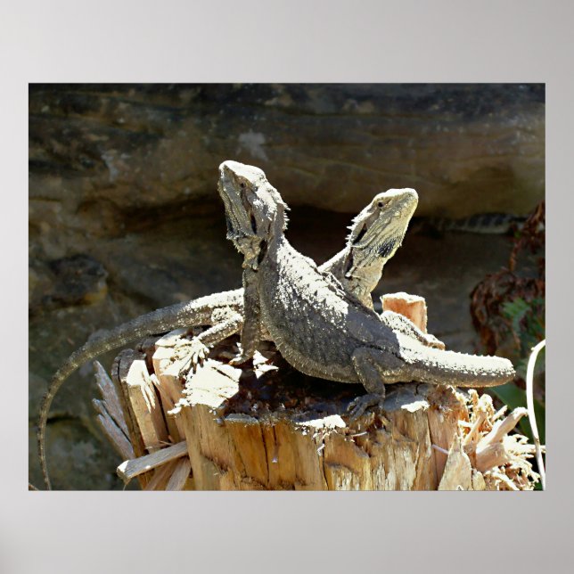 Póster Anfión y Zethus (Frente)