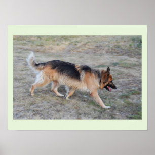 Póster Ángel el perro alsaciano
