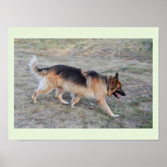 Póster Ángel el perro alsaciano (Frente)