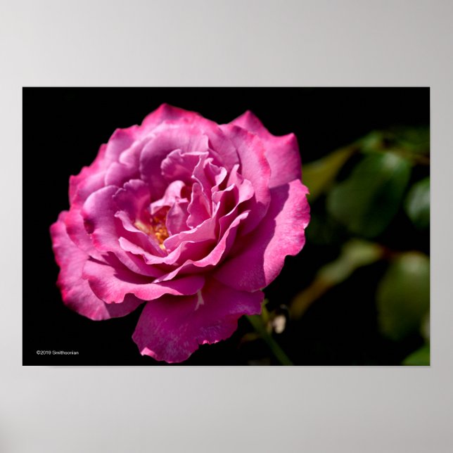 Póster Angel Face Rosa arriba-cerca (Frente)