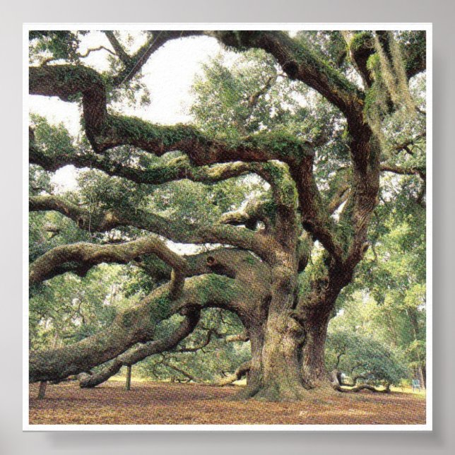 Póster Angel Oak Tree de 1.000 años de edad (Frente)