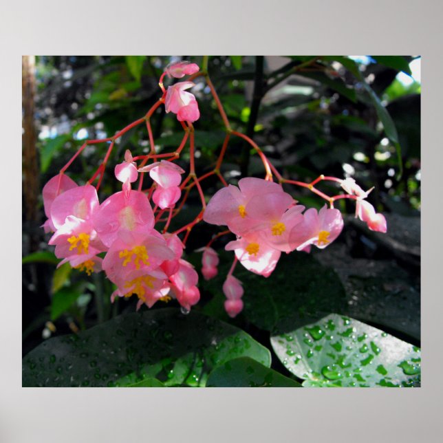 Póster Angel Wing Begonias (Frente)