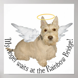 Póster Ángeles Wheaten Scottish Terrier