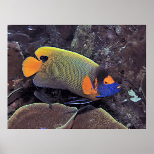 Póster Angelfish
