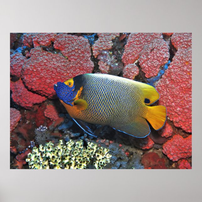Póster Angelfish de cara azul (Frente)