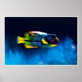 Póster Angelfish de Johannes Stötter