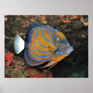 Póster Angelfish de lino azul