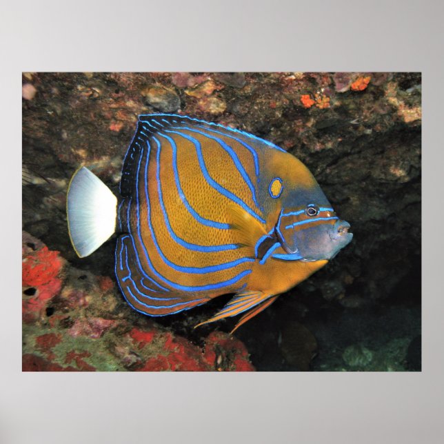 Póster Angelfish de lino azul (Frente)