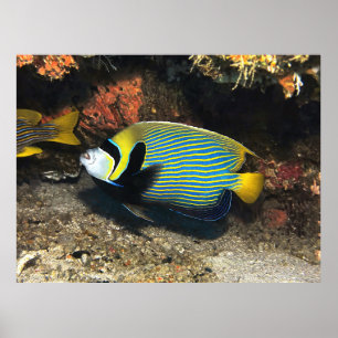Póster Angelfish del emperador de Raja Ampat