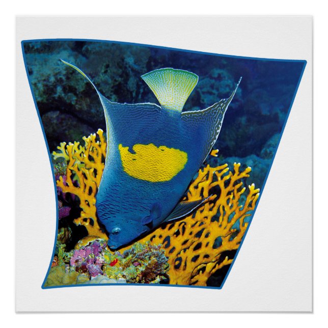 Póster Angelfish en la barrera de coral - Diseño fotográf (Anverso)