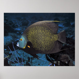 Póster Angelfish francés