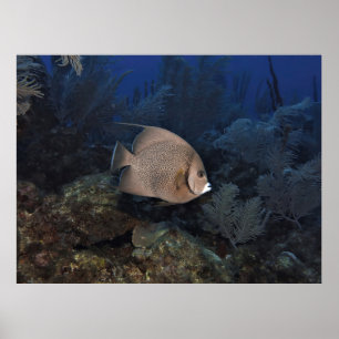 Póster Angelfish gris en día de rebosamiento