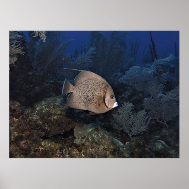 Póster Angelfish gris en día de rebosamiento (Frente)