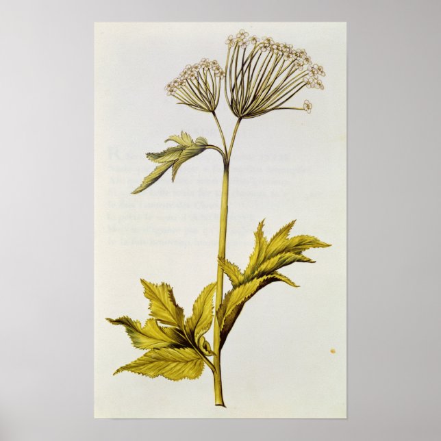 Póster Angelica, de 'La Guirlande de Julie', c.1642 (Frente)