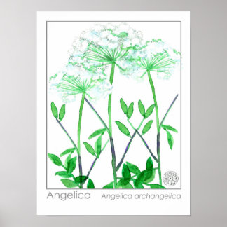 Póster Angelica Flores Blancas Planta de hierbas medicina