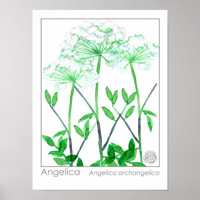 Póster Angelica Flores Blancas Planta de hierbas medicina (Frente)