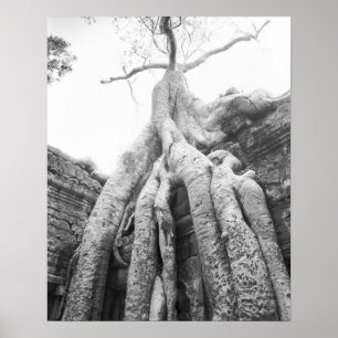 Póster Angkor Camboya, Árbol Ta Prohm