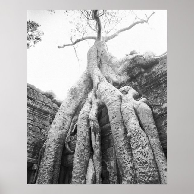 Póster Angkor Camboya, Árbol Ta Prohm (Frente)