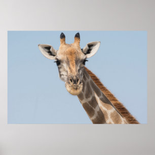 Póster Angolan Giraffe Portrait