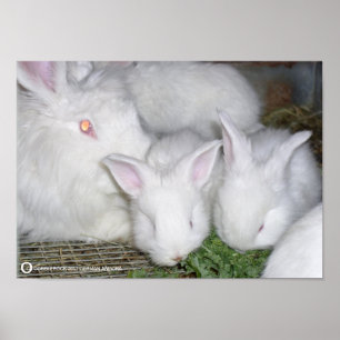 PÓSTER ANGORA RABBITS