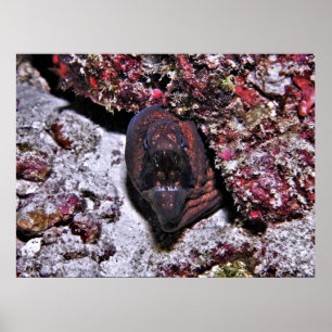 Póster Angry Little Eel