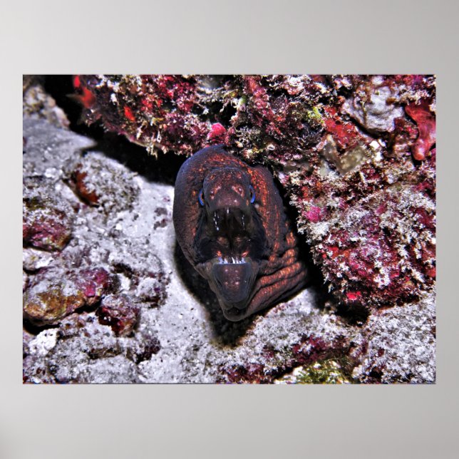 Póster Angry Little Eel (Frente)