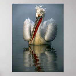 Póster Angry Pelican L Poster