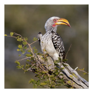 Póster Anguila almenada