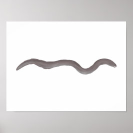 Póster Anguila de pantano marmórea