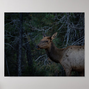 Póster Anguila salvaje en bosque de pinos - Fotografía de