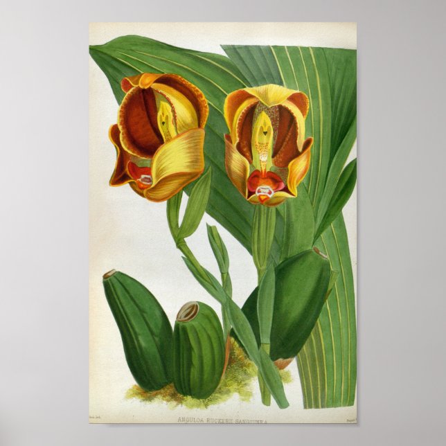 Póster Anguloa Ruckerii Sanguine Lindenia Orquid (Frente)