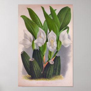 Póster Anguloa Uniflora Lindenia