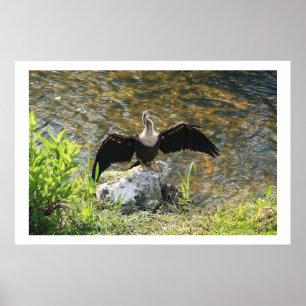 Póster Anhinga