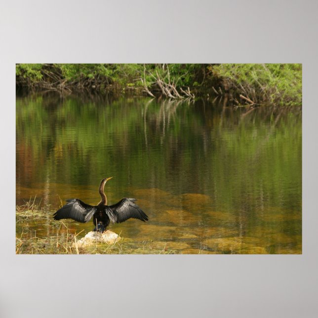 Póster Anhinga en los Everglades (Frente)
