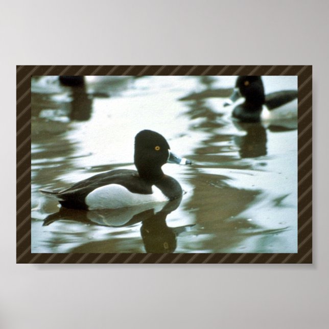 Póster Anillo de cuello doblado (Frente)