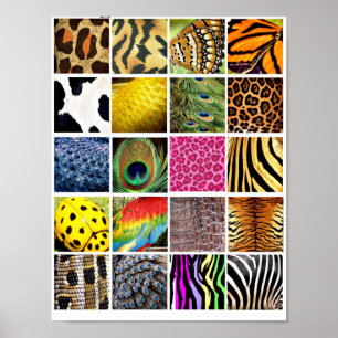 Póster  Animal and Insect Skin Wing wildlife Patterns