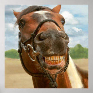 Póster Animal - Caballo - Finalmente me quité los cordone