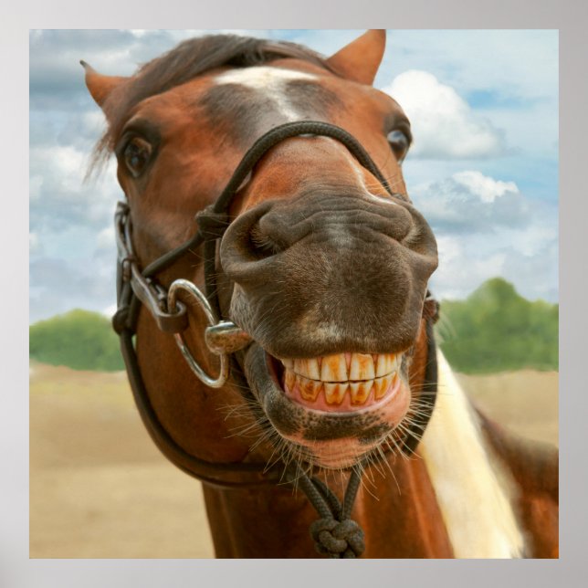 Póster Animal - Caballo - Finalmente me quité los cordone (Frente)