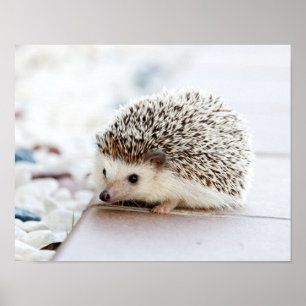 Póster Animal Cute Baby Hedgehog